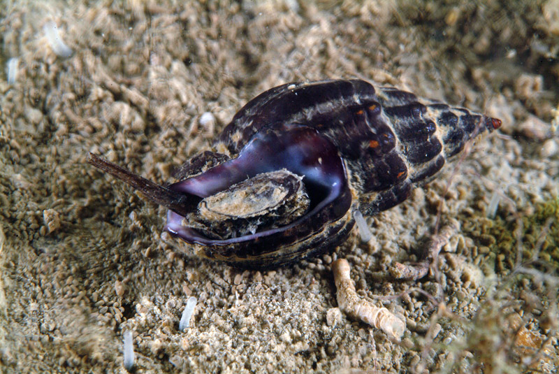 Nassarius nitidus